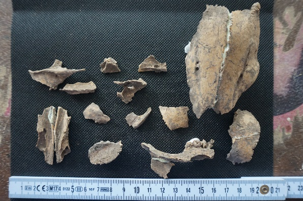 Animal Remains