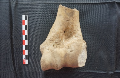 Animal Remains